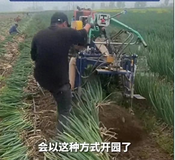 劳务队误拔别人地里2万多斤大葱