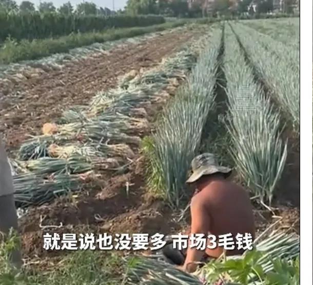 劳务队误拔别人地里2万多斤大葱