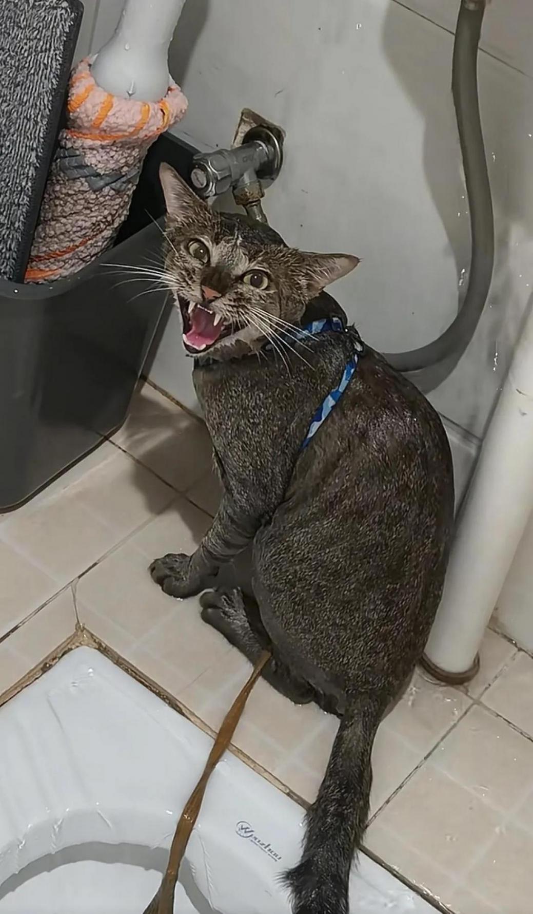 猫咪参加云南火把节秒变黑猫警长