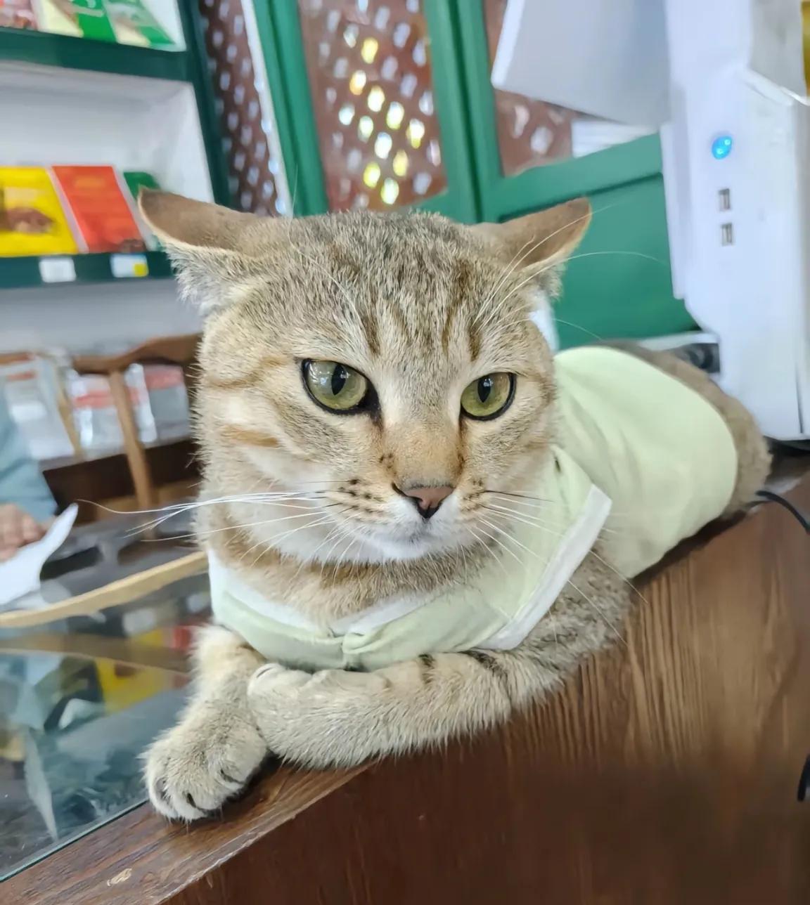 猫咪参加云南火把节秒变黑猫警长